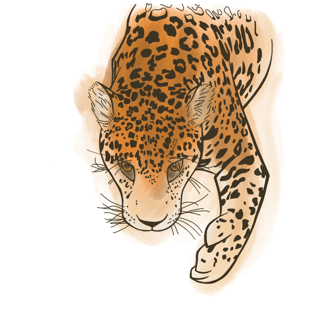 Illustration in color